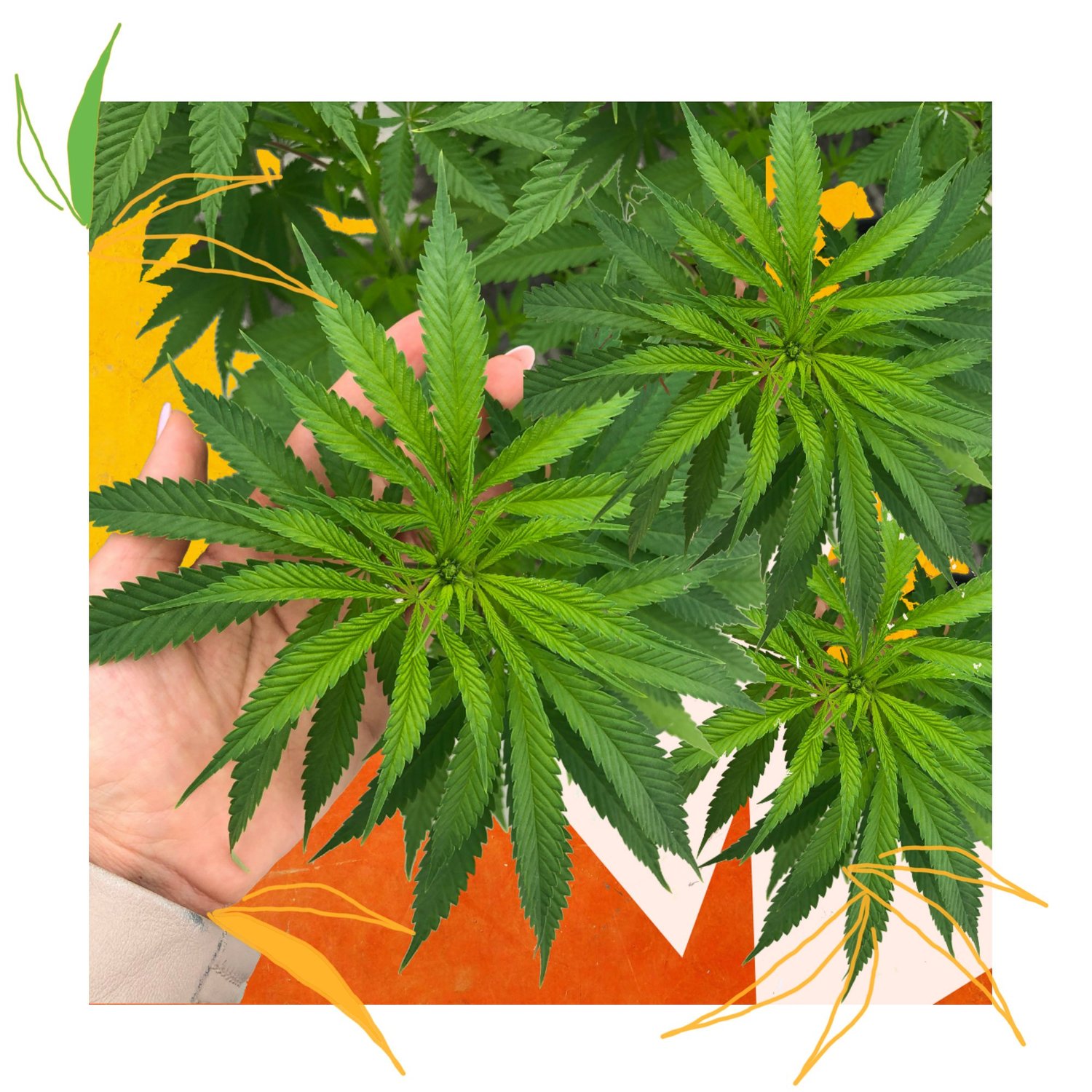 Hemp Farms of New York Video Sample photo 15