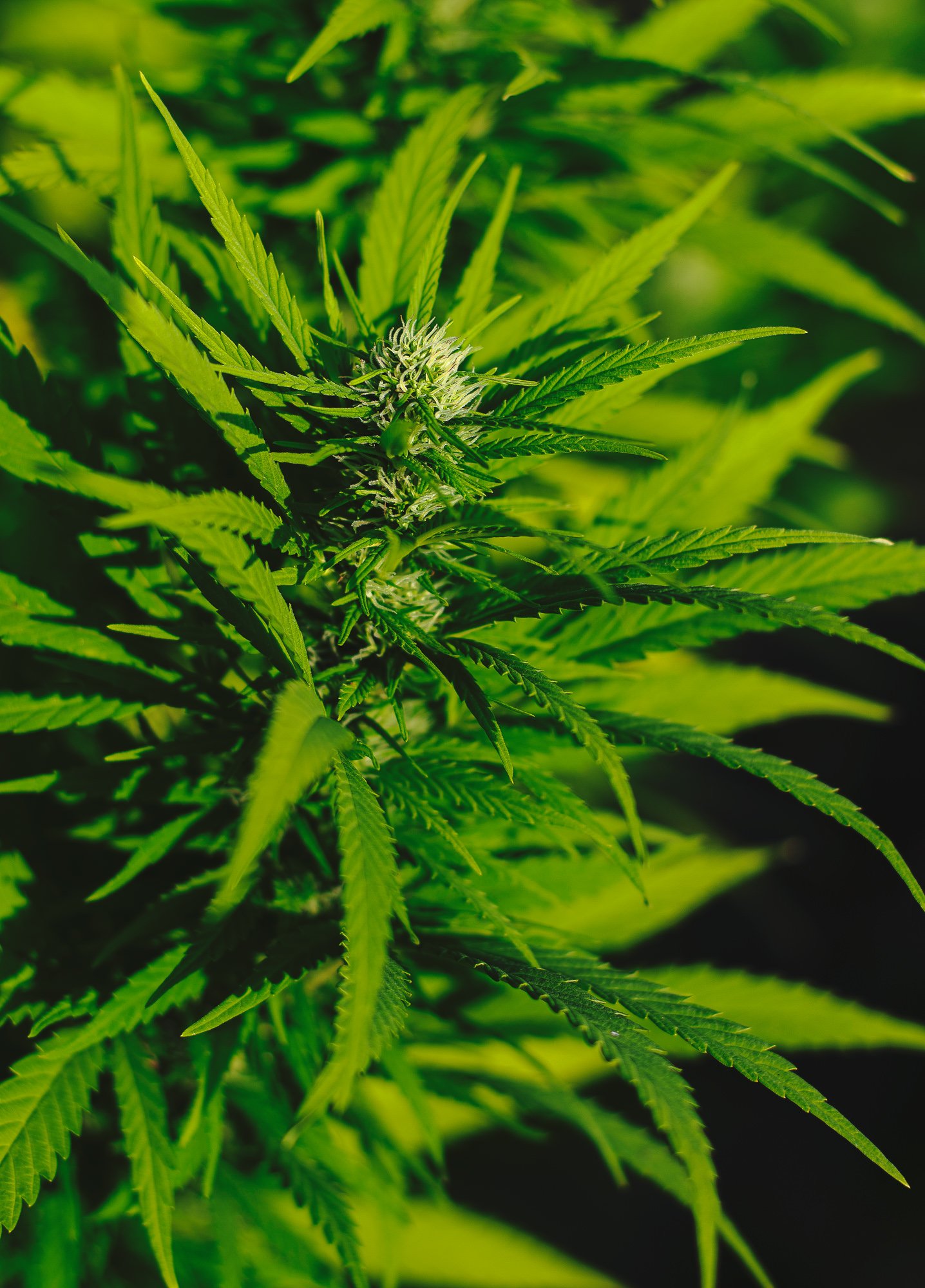 Hemp Farms of New York Video Sample photo 27