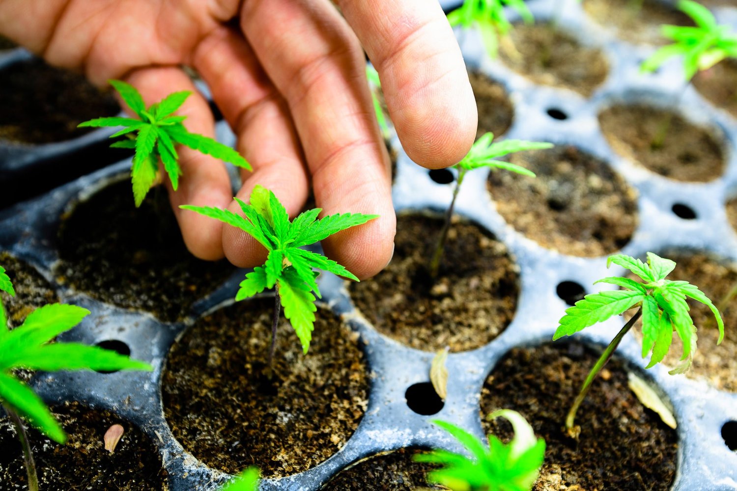 Hemp Farms of New York Video Sample photo 32