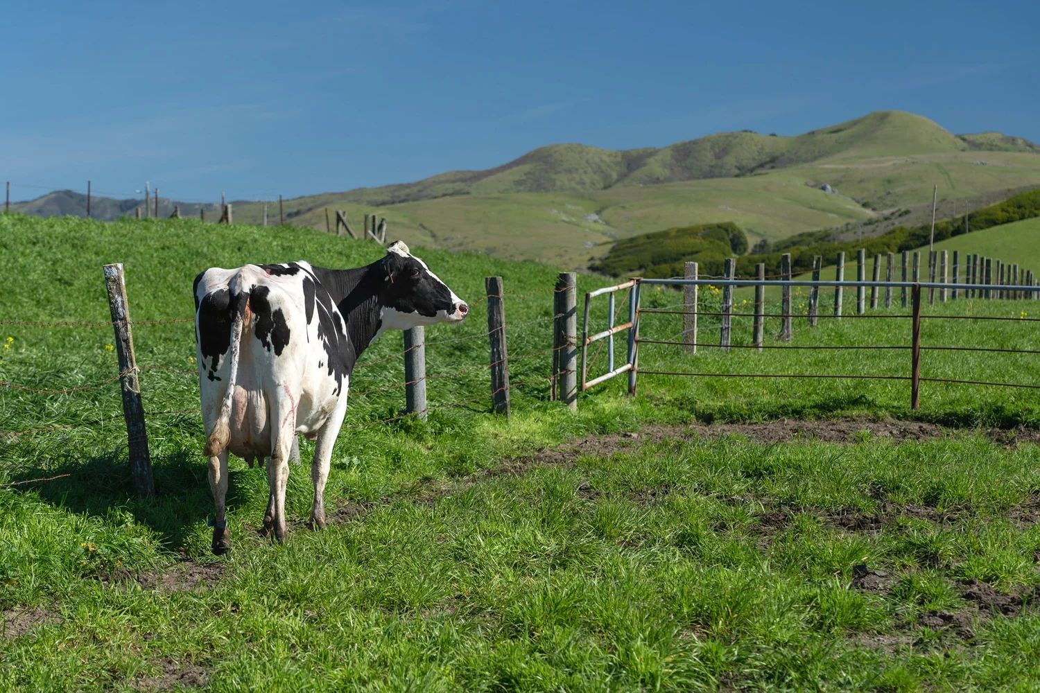 California Cheese Trail photo 10