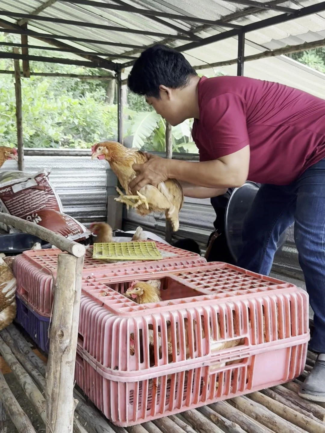 A man lifting the first chickens into the finished coop