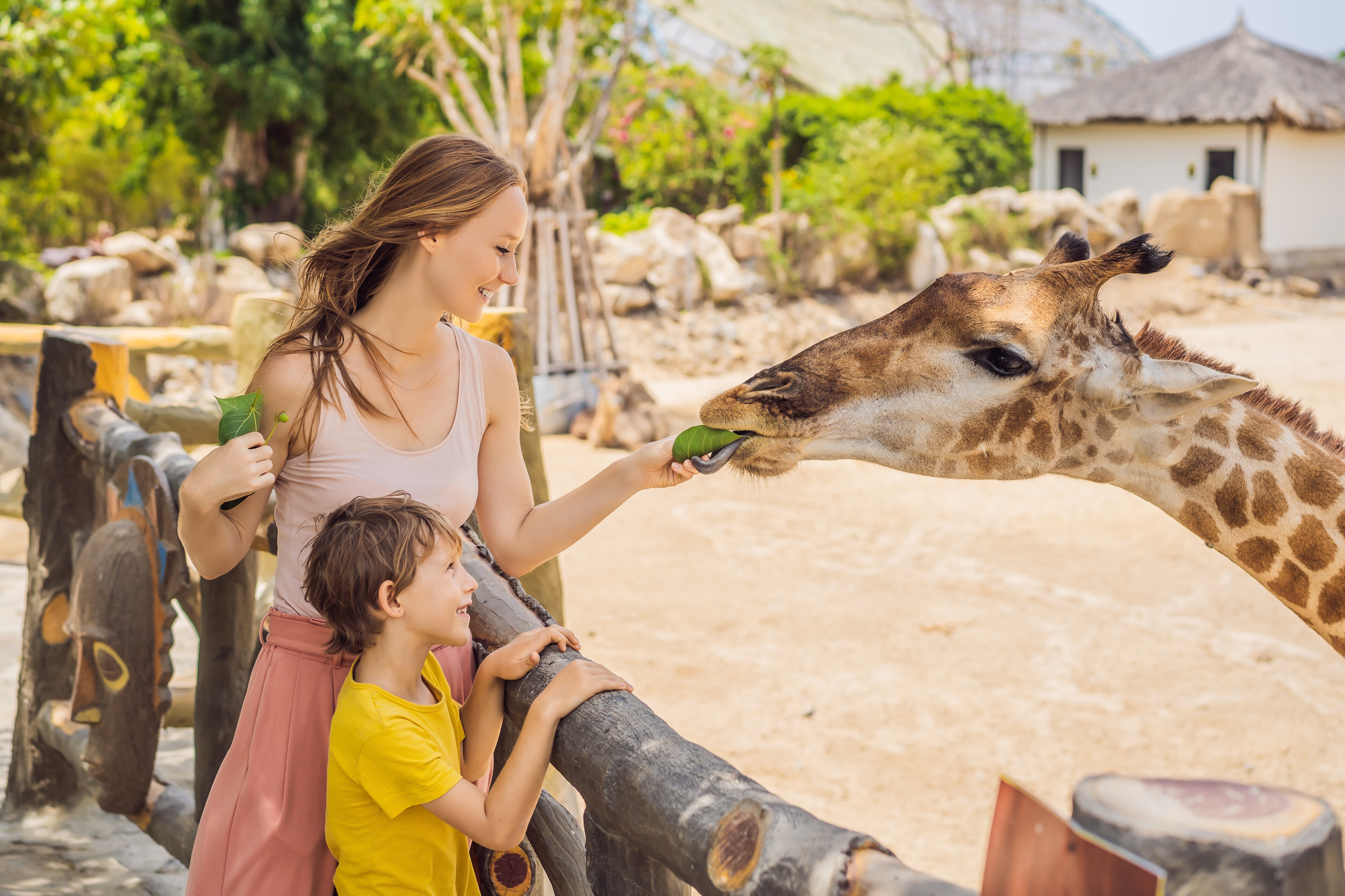 People at zoo feeding giraffe stock image