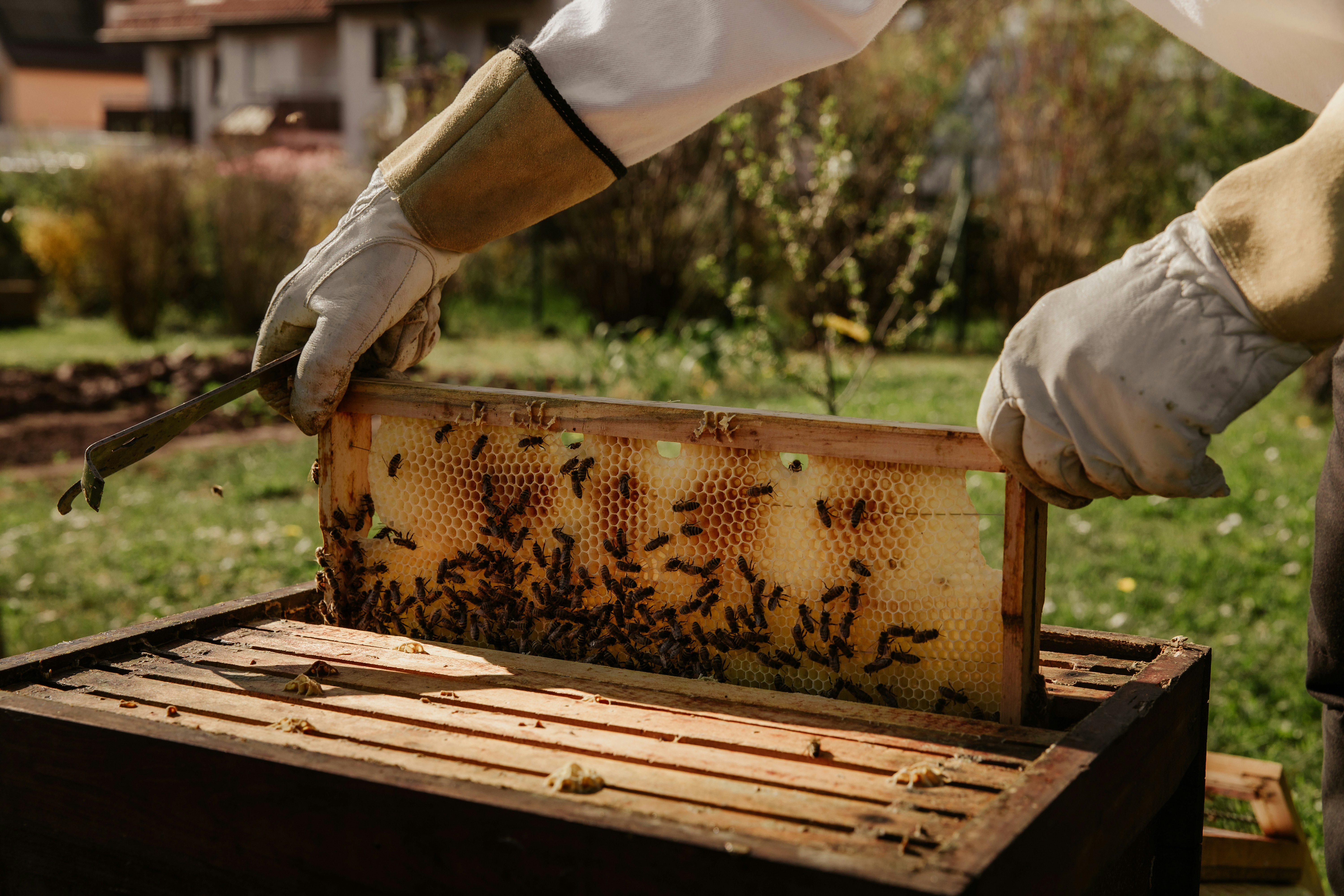 Beekeeper lifting a honeycomb frame from a hive