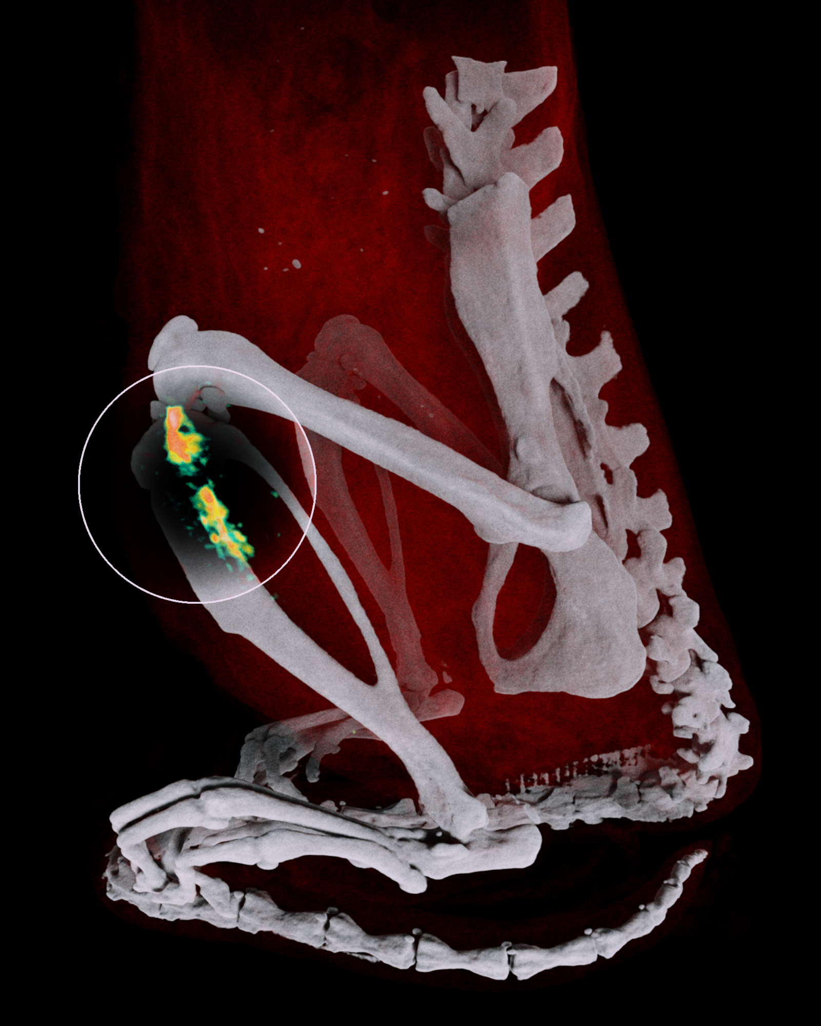 Small animal scan with bone channel and nanoparticles