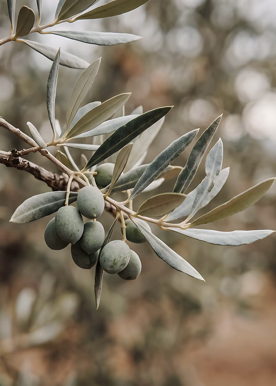 Cluster of green olives hanging from a branch with elongated leaves in soft natural light and a blurred background.