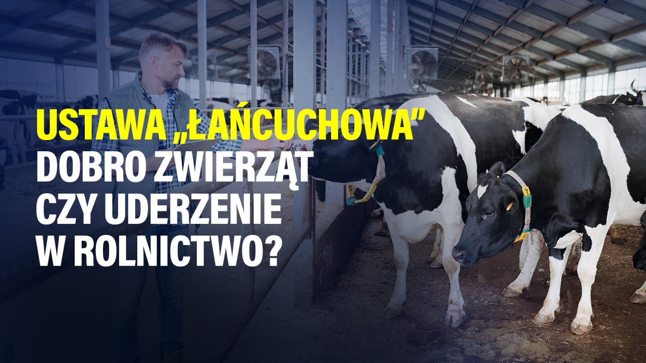 Ustawa „łańcuchowa”: dobro zwierząt czy uderzenie w rolnictwo?