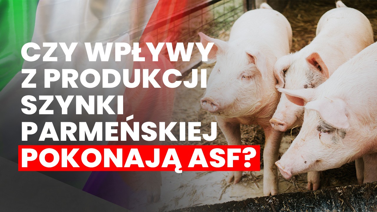 Afrykański Pomór Świń: Dramatyczne Straty w Europie i Włoskie Wyzwanie dla Przemysłu Wieprzowego