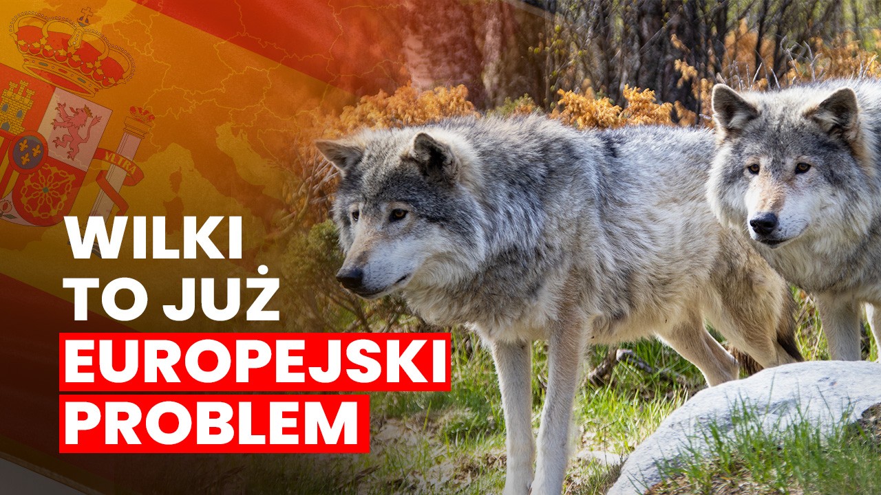 Wilki w Hiszpanii: Ochrona Przyrody kontra Przetrwanie Rolników