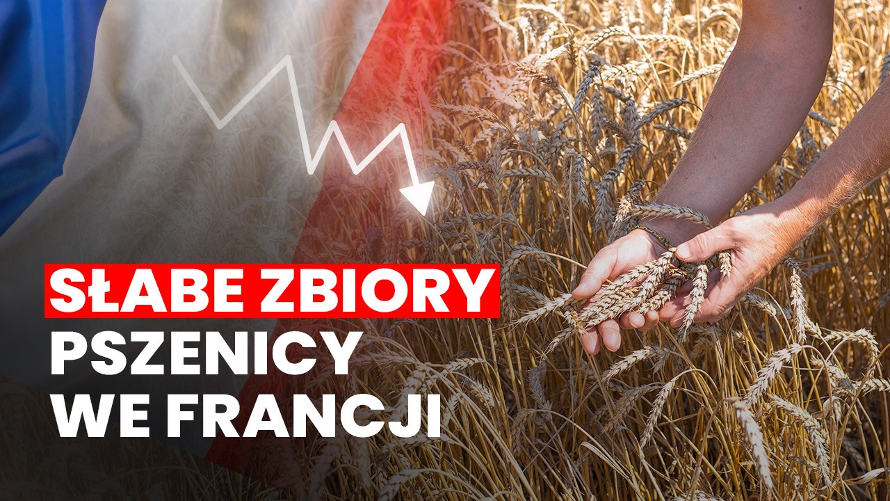 Francja stoi w obliczu najgorszych zbiorów pszenicy w ciągu ostatnich 40 lat