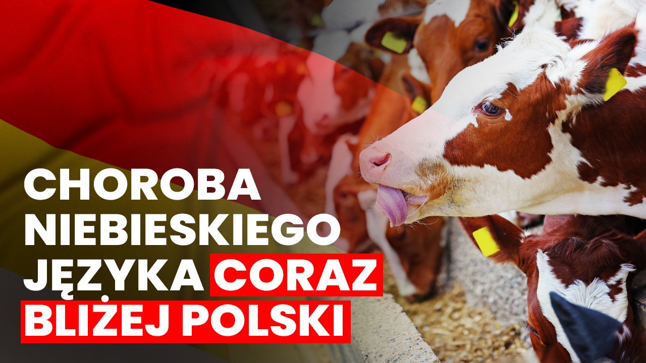 Nowe ognisko choroby niebieskiego języka w Niemczech: Co to oznacza dla polskich hodowców?