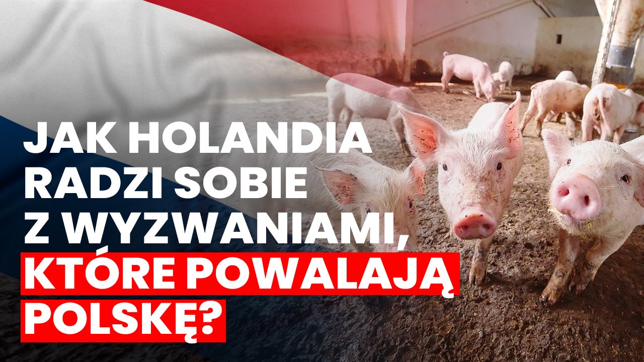 Sektor Hodowli Trzody Chlewnej w Holandii: Obecna Sytuacja i Perspektywy