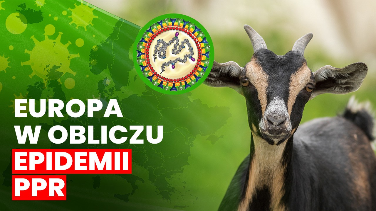 Grecja i Rumunia mierzą się z wysoce zaraźliwą chorobą wirusowa owiec i kóz
