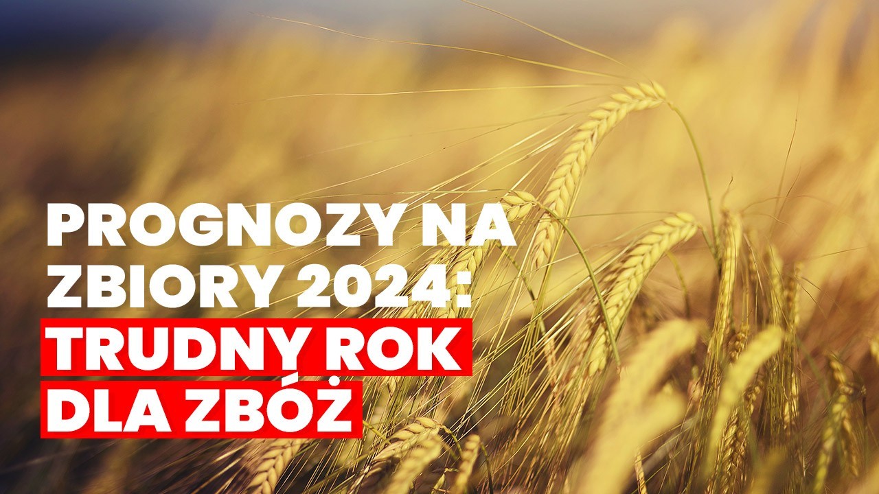 Rok 2024 zapowiada się trudnym rokiem dla producentów zbóż w Unii Europejskiej.