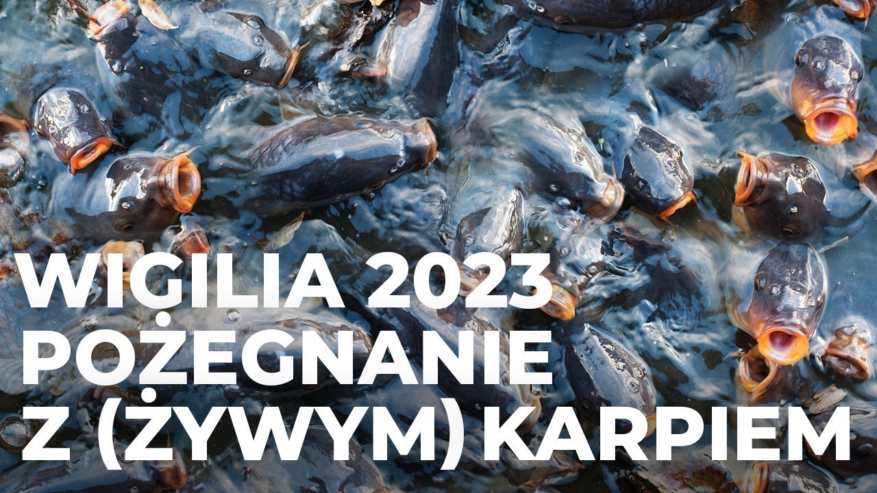 Wigilia 2023 Pożegnanie z (żywym) karpiem