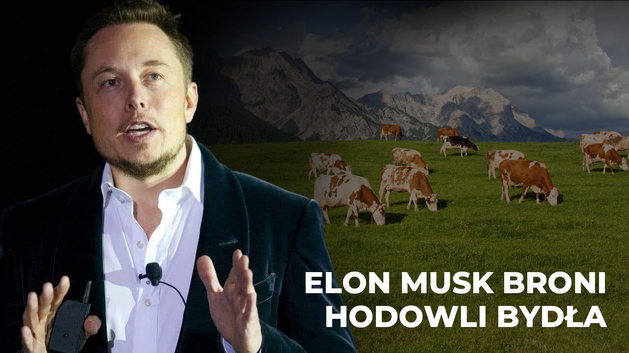 Elon Musk broni hodowli bydła!