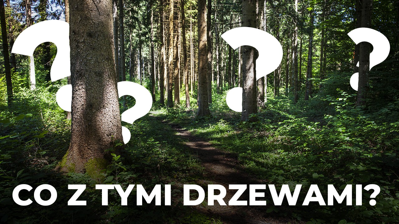 Co z tymi drzewami? Lasy Polskie publikują liczby niewygodne dla ekoterrorystów