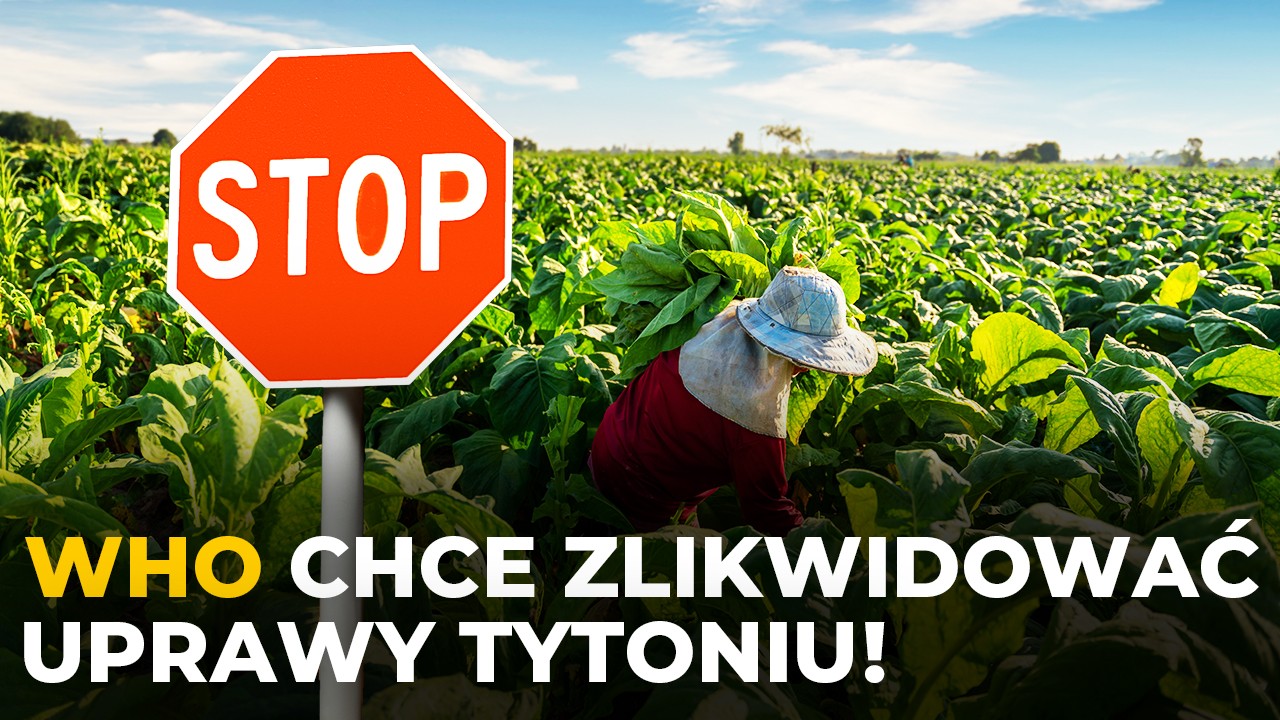 WHO chce zlikwidować uprawy tytoniu! Minister Sójka: Nie ma powodu, by ograniczać rolnictwo w tym zakresie