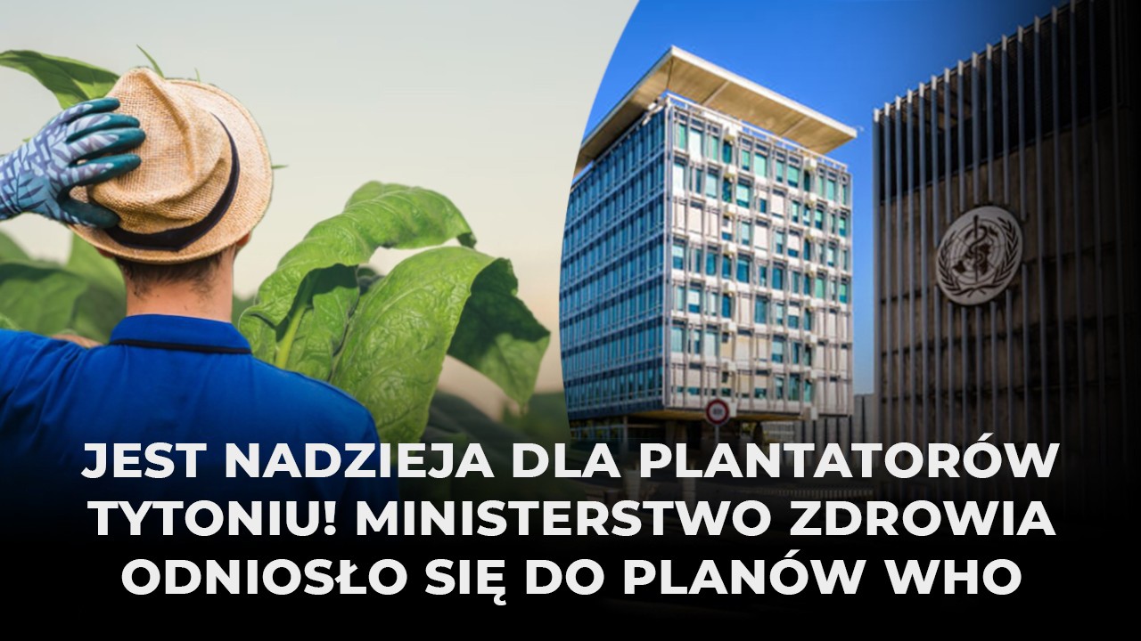 Jest nadzieja dla plantatorów tytoniu! Ministerstwo Zdrowia odniosło się do planów WHO