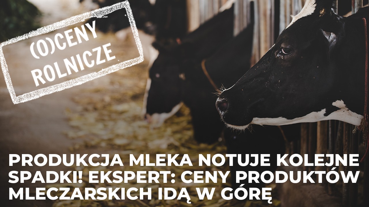 Produkcja mleka notuje kolejne spadki! Ekspert: Ceny produktów mleczarskich idą w górę