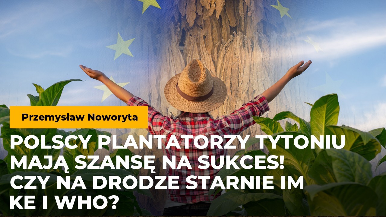 Polscy plantatorzy tytoniu mają szansę na sukces! Czy na drodze nie stanie im polityka KE i WHO?