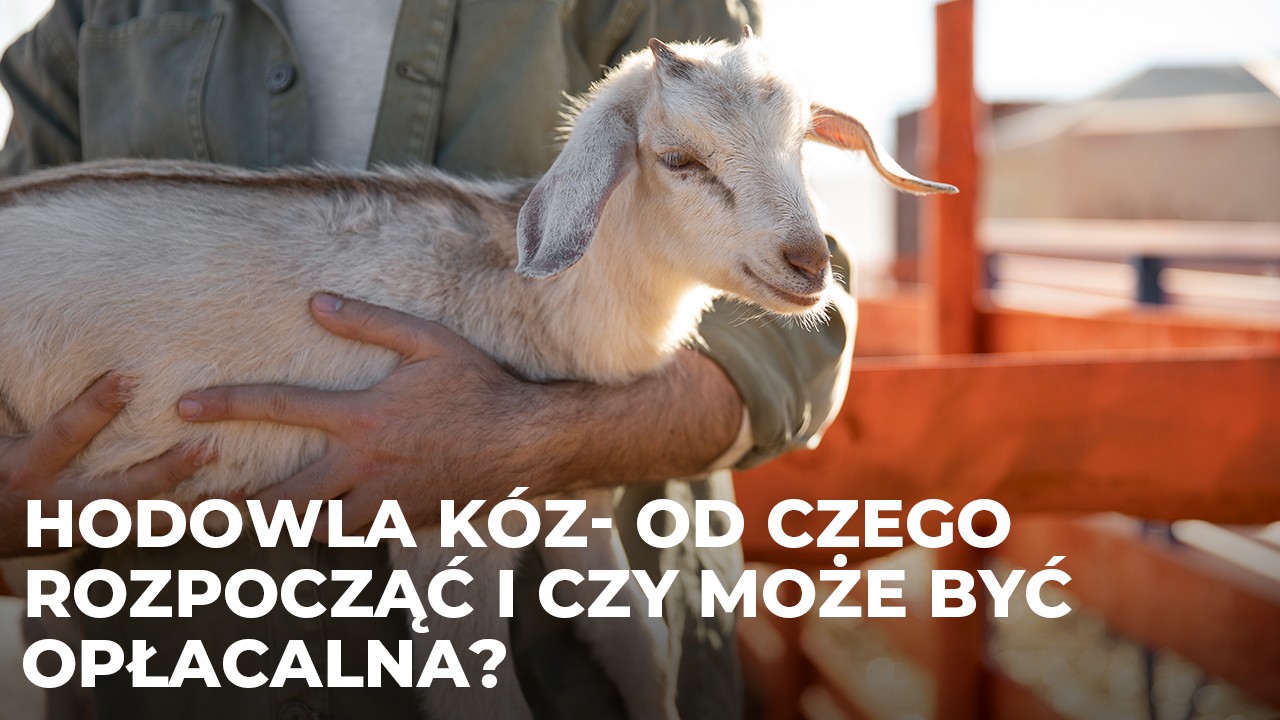 Hodowla kóz – od czego ją rozpocząć i czy może być opłacalna?