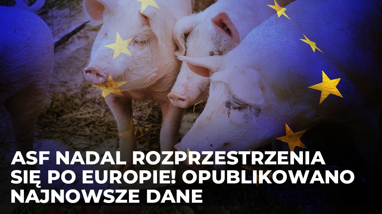 ASF nadal rozprzestrzenia się po Europie! Opublikowano najnowsze dane