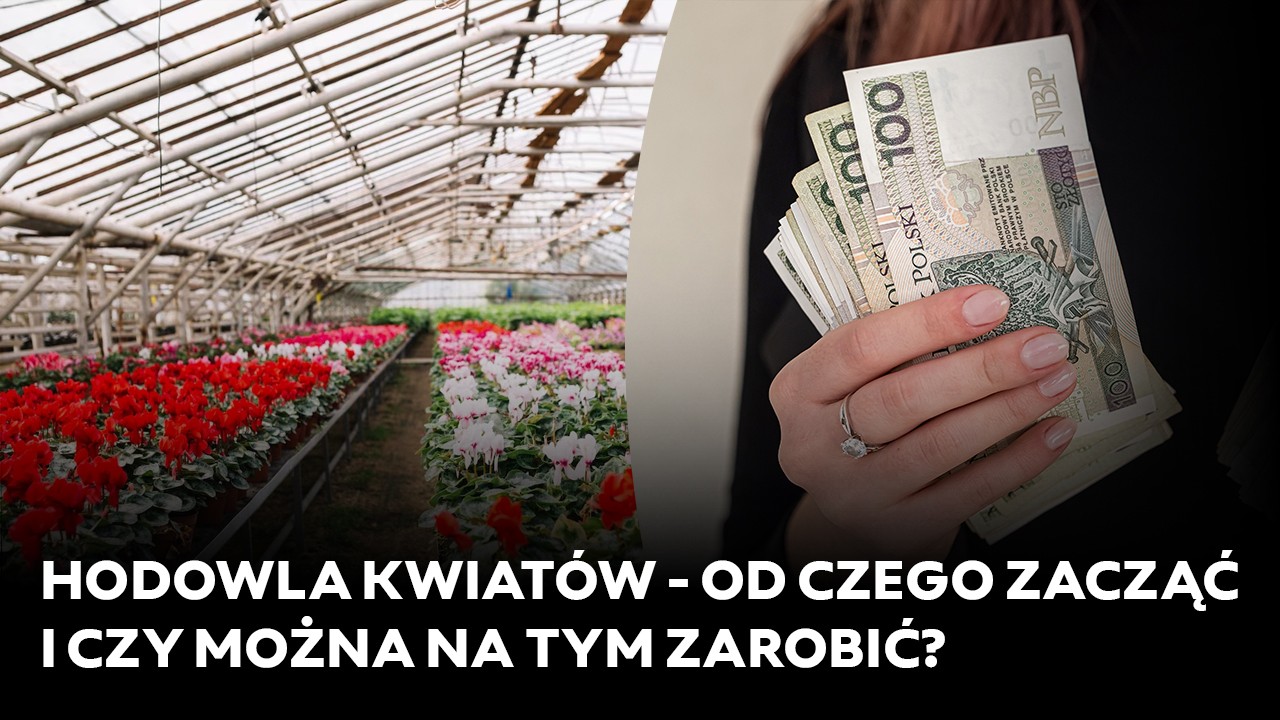 Hodowla kwiatów – od czego zacząć i czy można na tym zarobić?
