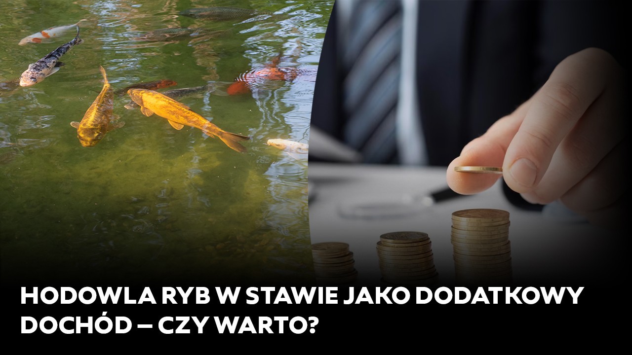 Hodowla ryb w stawie jako dodatkowy dochód – czy warto?