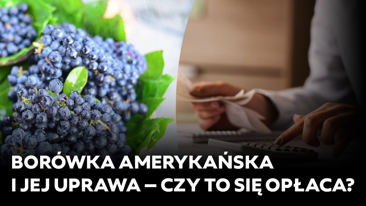Borówka amerykańska i jej uprawa – czy to się opłaca?
