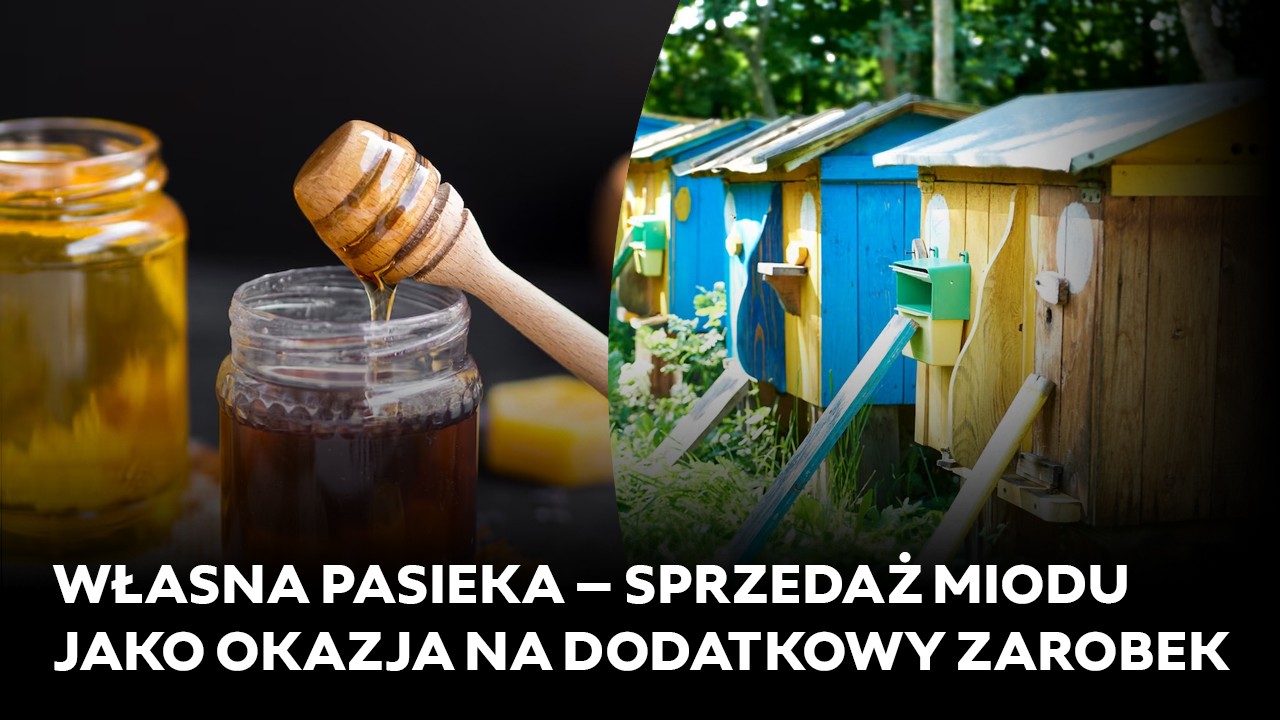 Własna pasieka – sprzedaż miodu jako okazja na dodatkowy zarobek