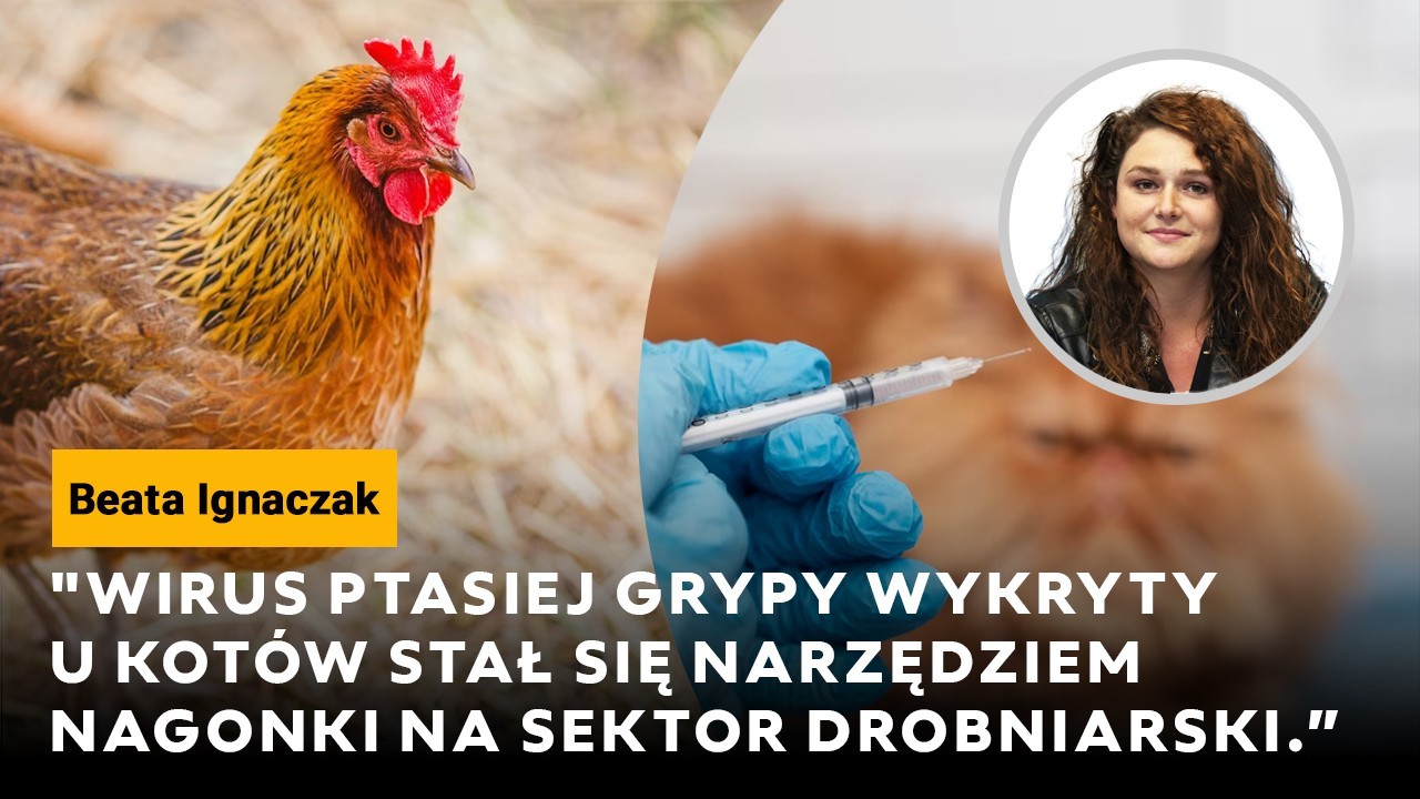 Ignaczak: Wirus ptasiej grypy wykryty u kotów stał się narzędziem nagonki na sektor drobiarski