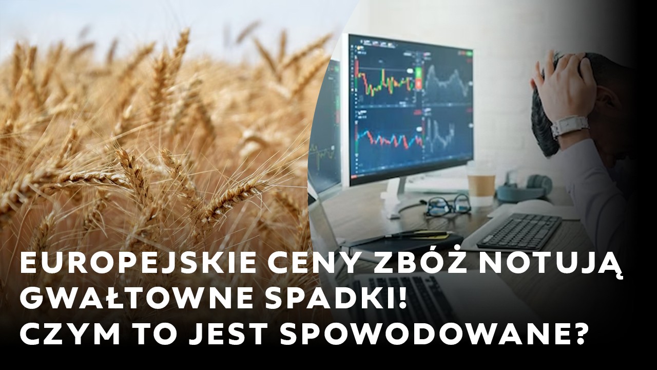 Europejskie ceny zbóż notują gwałtowne spadki! Czym jest to spowodowane?