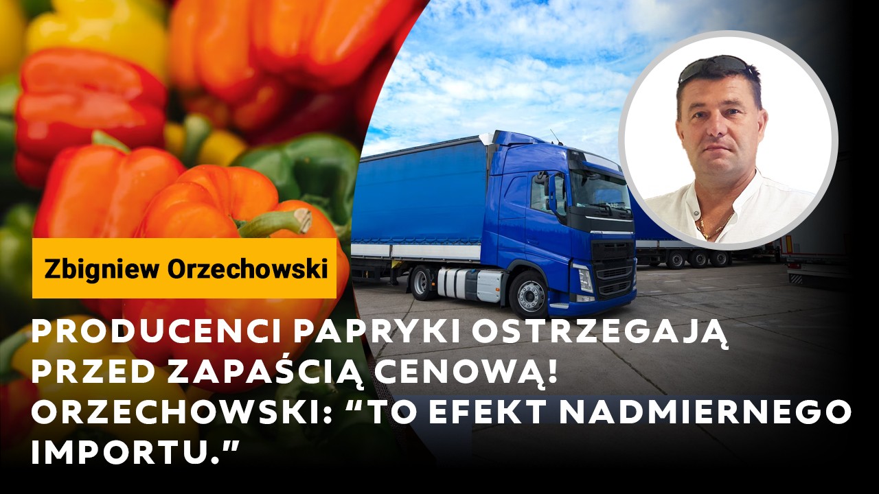 Producenci papryki ostrzegają przed zapaścią cenową! Orzechowski: To efekt nadmiernego importu