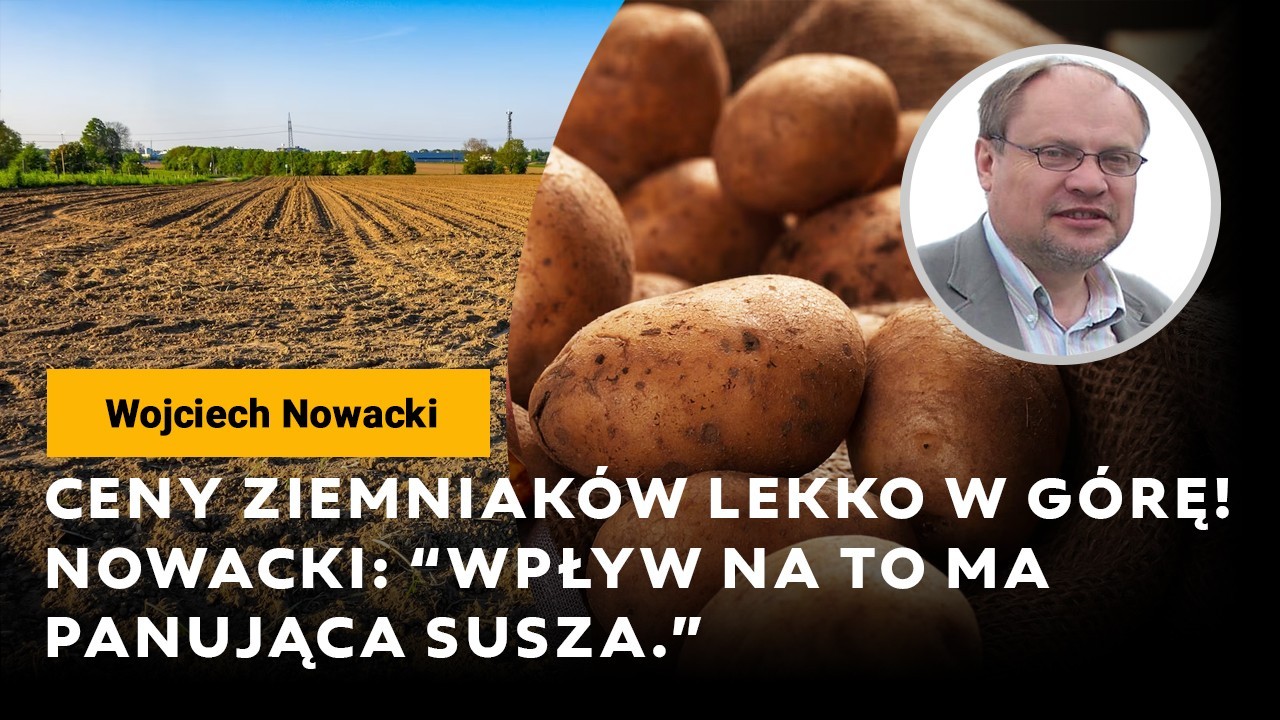 Ceny ziemniaków lekko w górę! Nowacki: Wpływ na to ma panująca susza