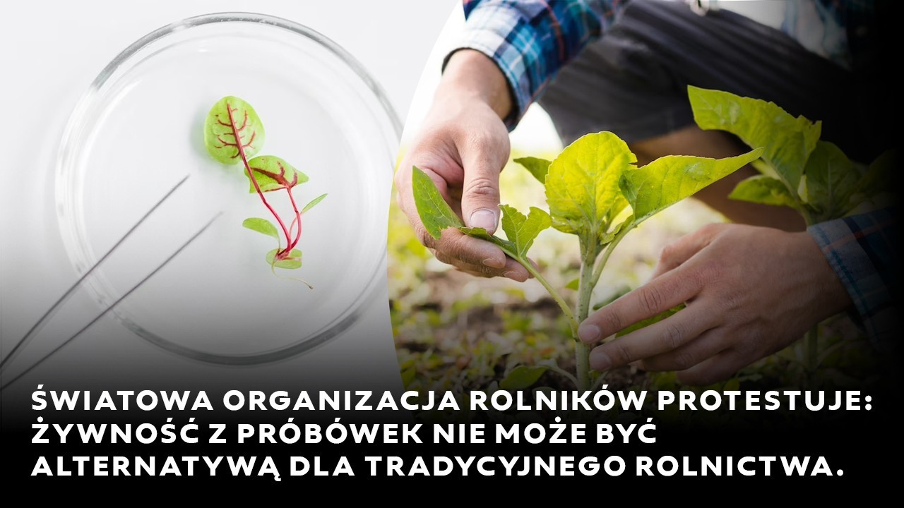 Światowa Organizacja Rolników alarmuje: Żywność z próbówek nie może być alternatywą dla tradycyjnego rolnictwa