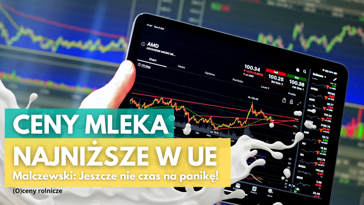 Ceny mleka najniższe w UE. Malczewski: Jeszcze nie czas na panikę!