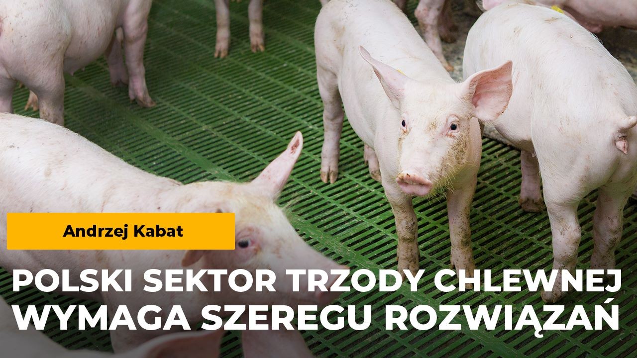 Kabat: Polski sektor trzody chlewnej wymaga szeregu rozwiązań