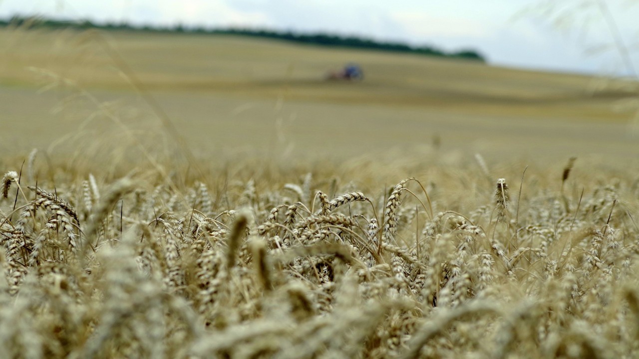 Zbiory zbóż 2023. KE: Będą one znacznie większe niż w ubiegłym roku