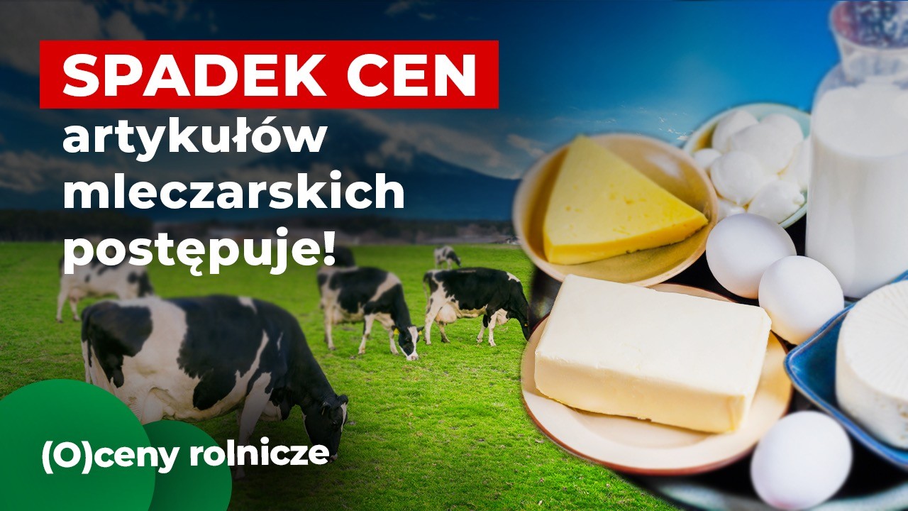 Spadek cen artykułów mleczarskich postępuje! Sklepy "żerują" na rolnikach?