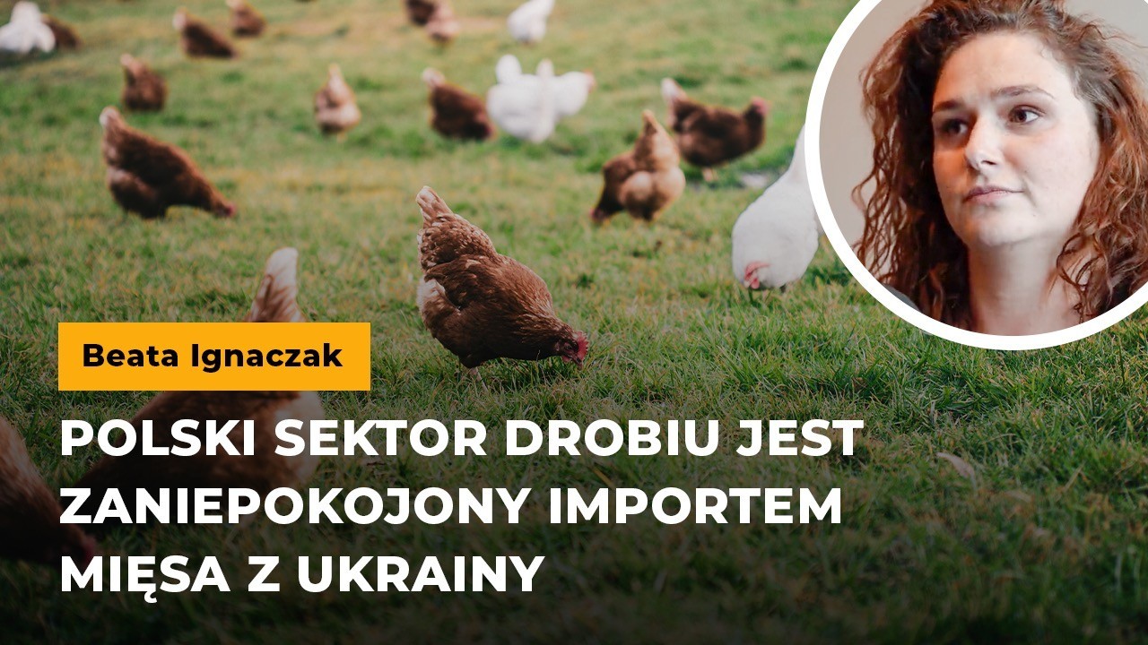 Ignaczak: Polski sektor drobiu jest zaniepokojony importem mięsa z Ukrainy
