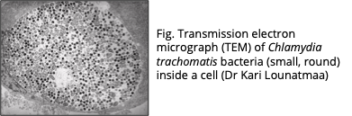 Chlamydia bacteria inside a cell