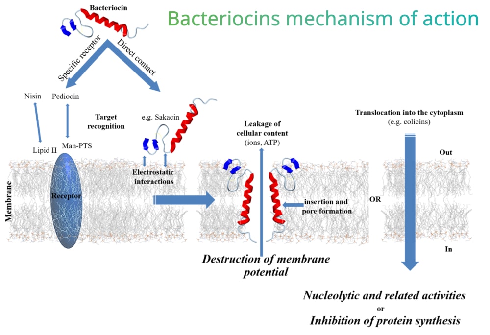 Bacteriocins a potential alternative to antibiotics