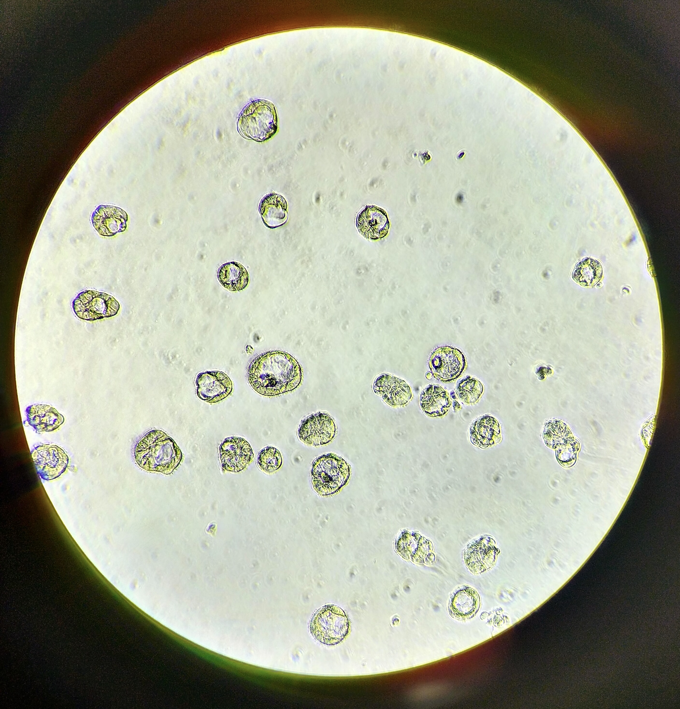 An innovative tool to boost preclinical development