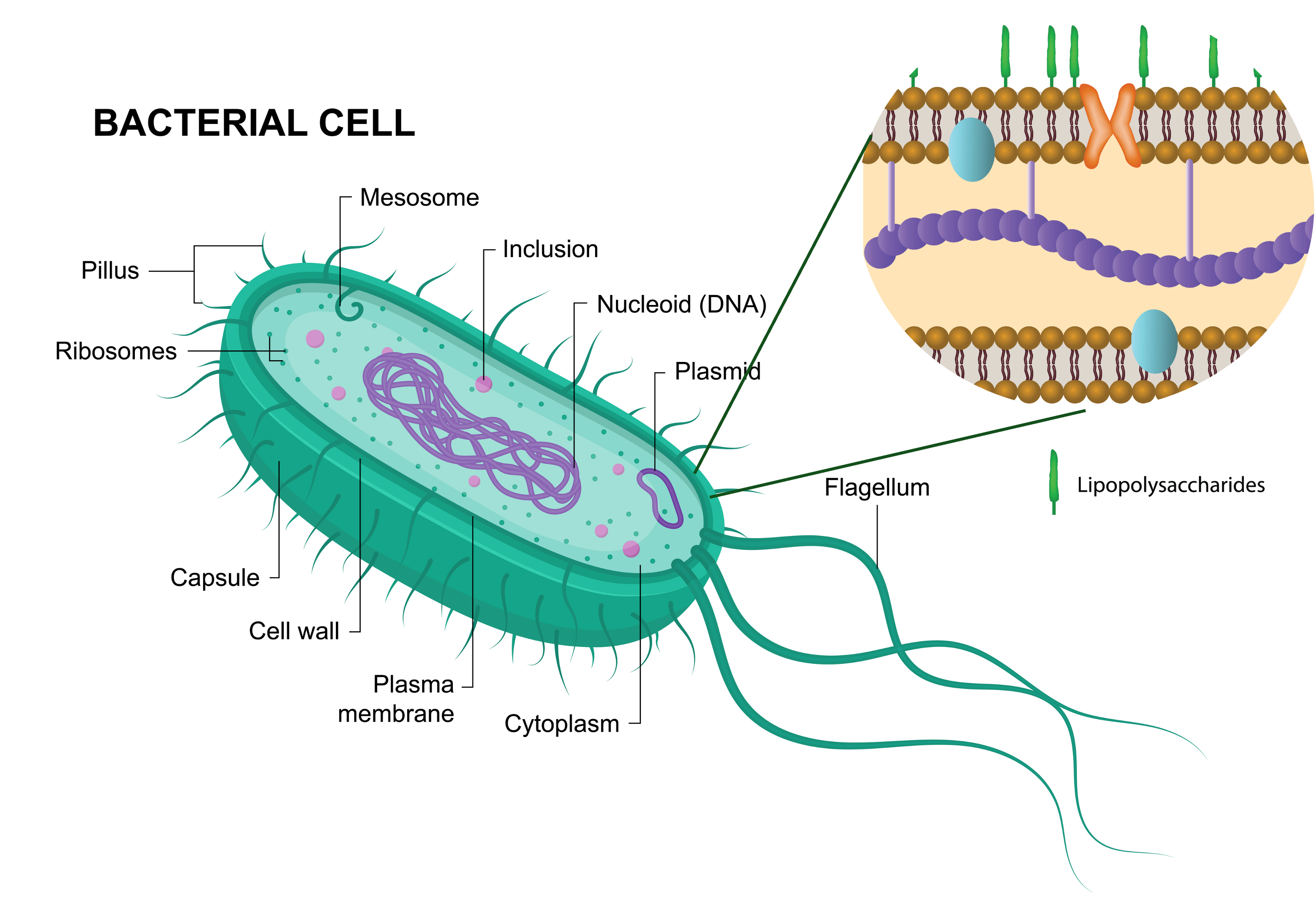 LPS: A Hidden Variable with Major Consequences in Murine Infection Models