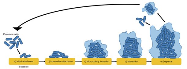 The lifecycle of a surface attached biofilm