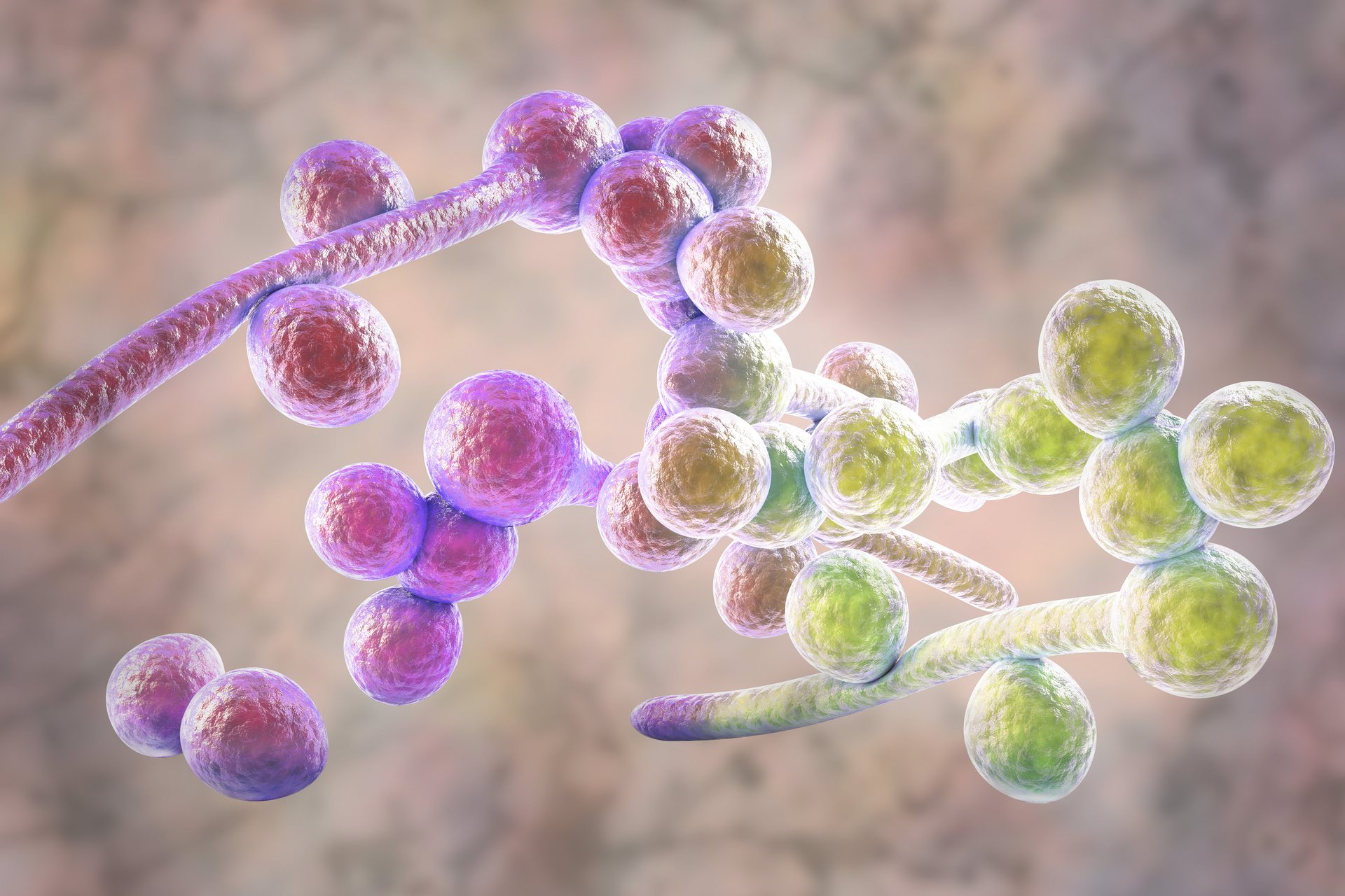 Why Candida albicans Septicemia Models Have Become Essential in Infectious Disease Research