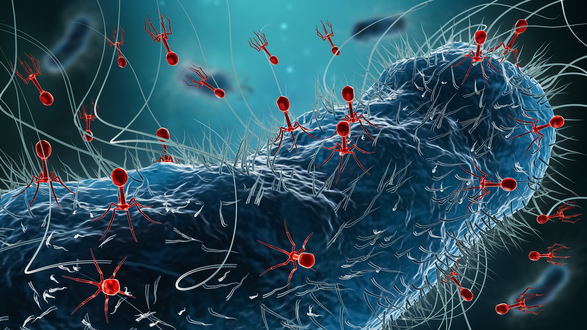 The success story of phage therapy
