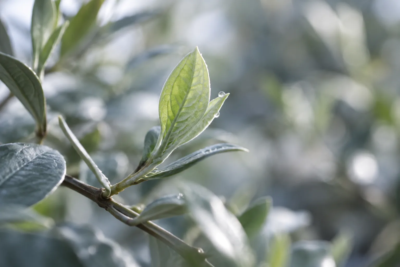 Illustration: New green leaf unfolding on a branch against softly blurred blue-gray foliage.