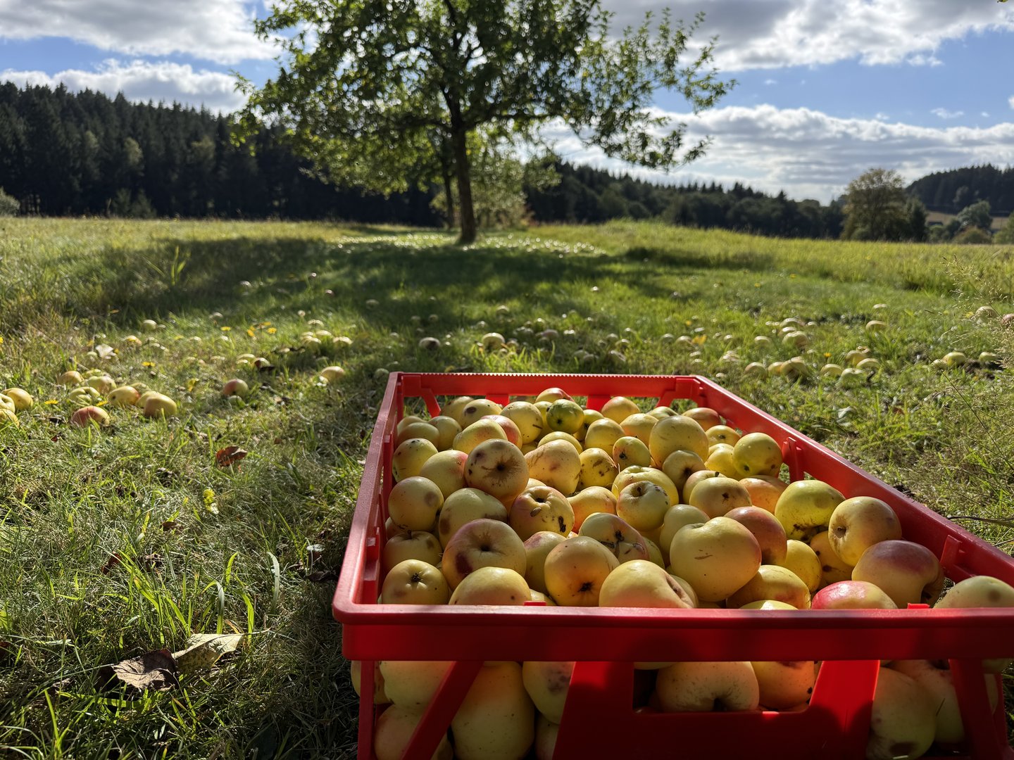 Vom Baum bis in den Kuchen