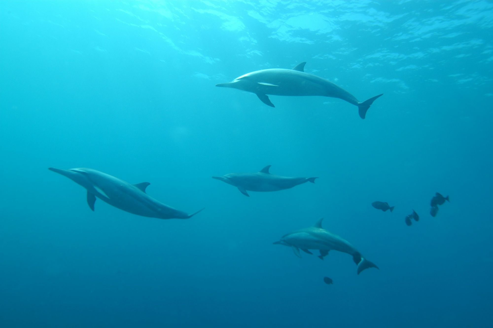 Dauphins à long bec sous l’eau à Fernando de Noronha